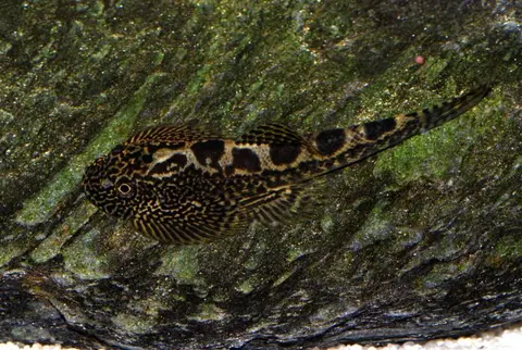 Sewellia sp. 'SEW03'