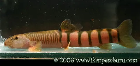 Schistura disparizona