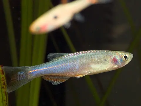闪电斑马鱼