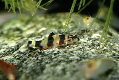 Sewellia sp. 'SEW03'