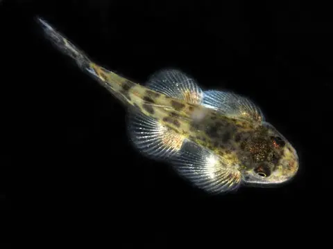 Sewellia speciosa