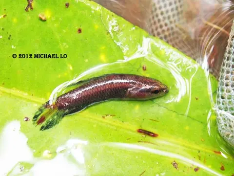 饰尾副斗鱼