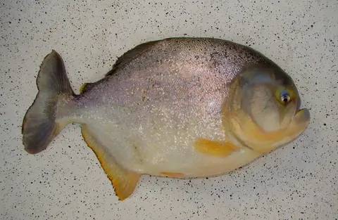 红腹食人鱼