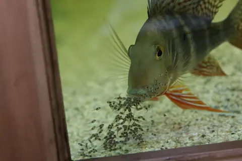 Geophagus altifrons
