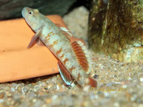 Rhinogobius zhoui