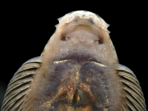 麦氏拟腹吸鳅