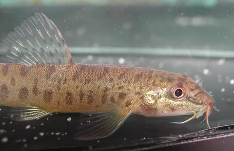 Acanthocobitis sinuata