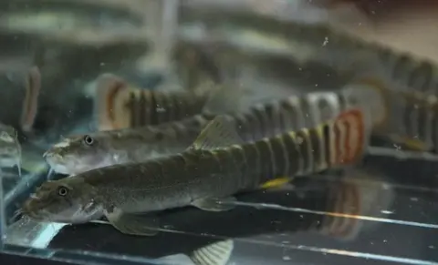 Aborichthys sp. 'AR01'