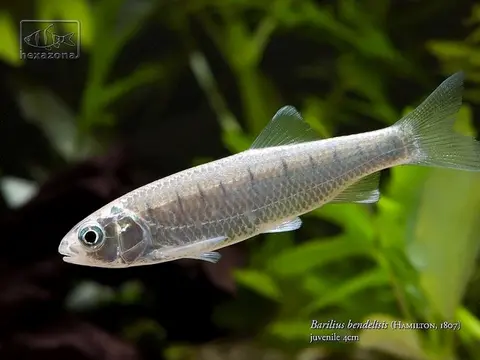 Barilius bendelisis