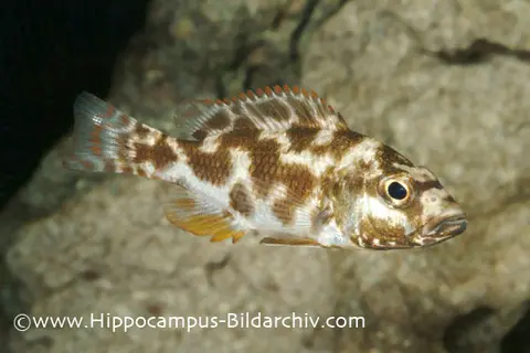 Nimbochromis livingstonii