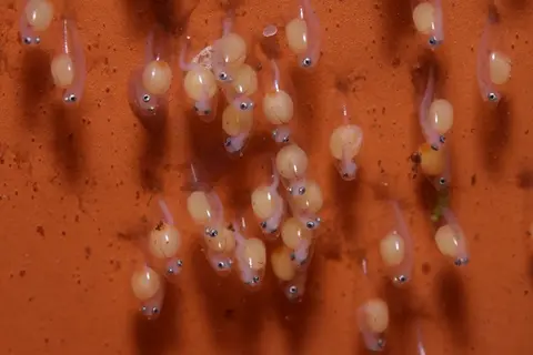 短吻红斑吻鰕虎鱼