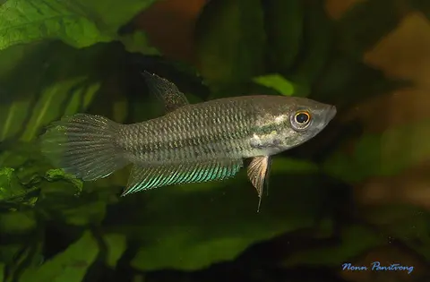 Betta pallida