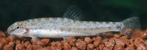越南鳅