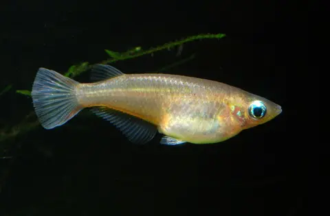 Oryzias wolasi