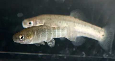 Anatolichthys danfordii