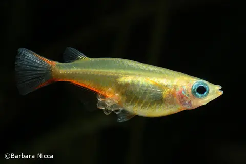 Oryzias woworae