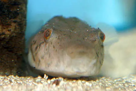 Tetraodon suvattii