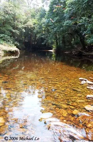 沙拉迈条鳅