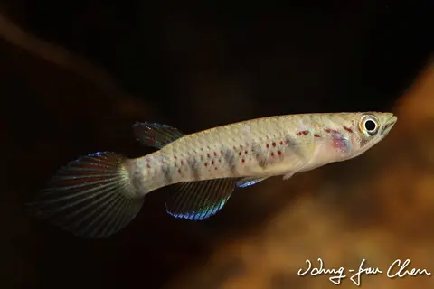 六带扁鮰