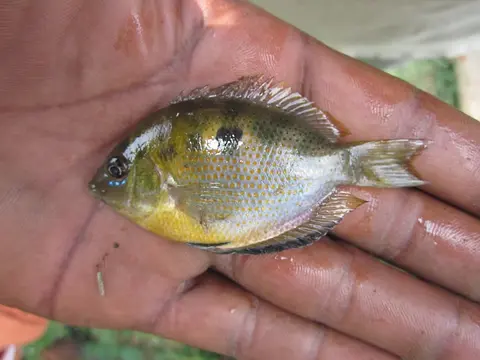 花斑腹丽鱼