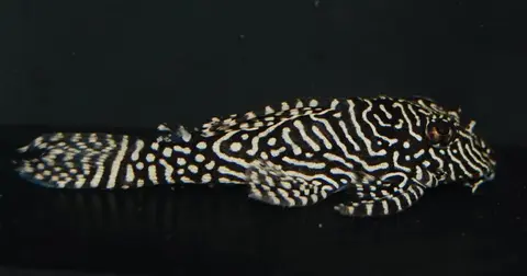 Hypancistrus sp.