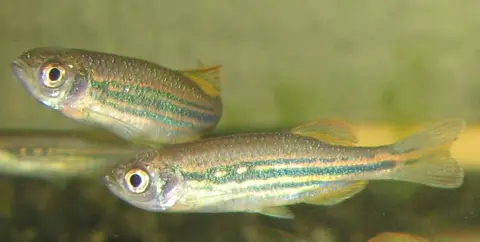 Danio dangila