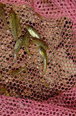 Apricaphanius baeticus
