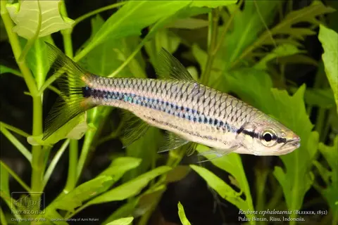 头条波鱼
