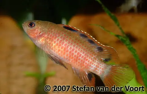Badis sp. 'Buxar'