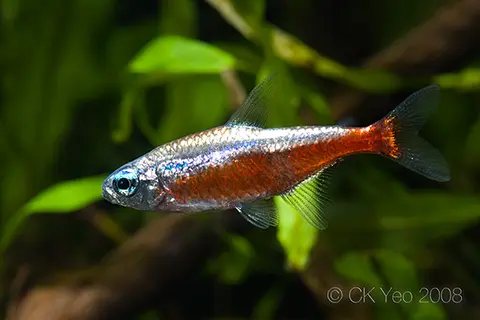 宝莲灯