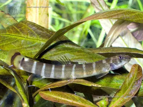 Aborichthys sp. 'AR02'