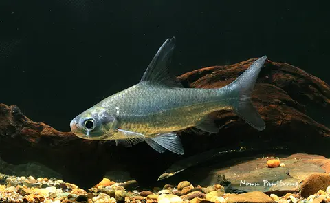 Amblyrhynchichthys micracanthus