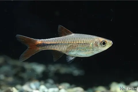 Rasbora lacrimula