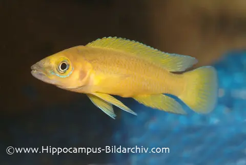 Neolamprologus leleupi