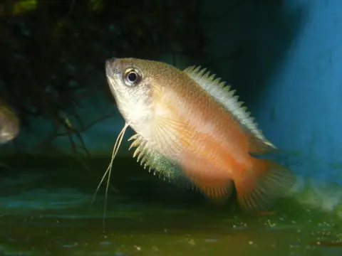 恒河毛足斗鱼
