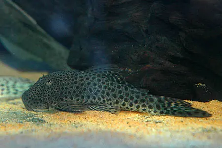 Chaetostoma sp.