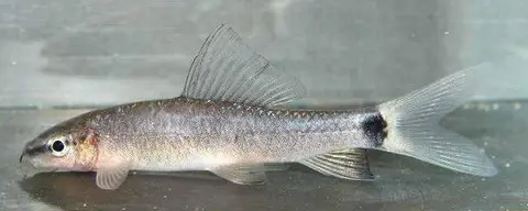 须唇野鲮
