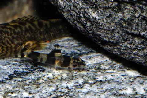 Sewellia sp. 'SEW03'