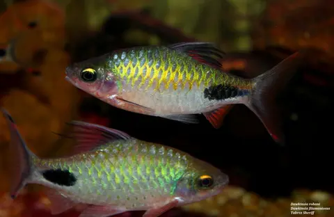 Dawkinsia rohani