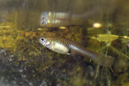 Poecilia wingei