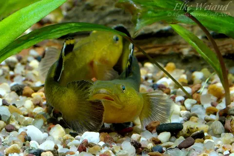 沙漠虾虎