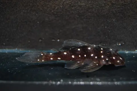 Hypancistrus inspector