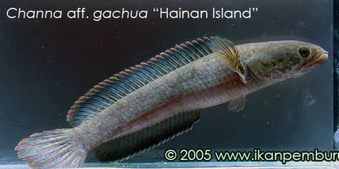 缘鳢