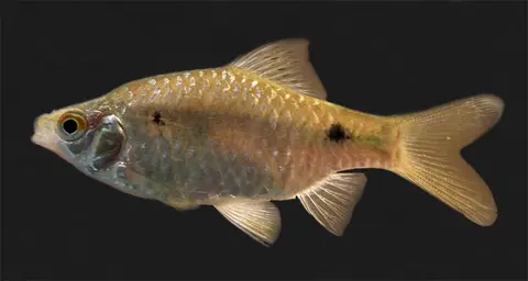 Pethia ticto