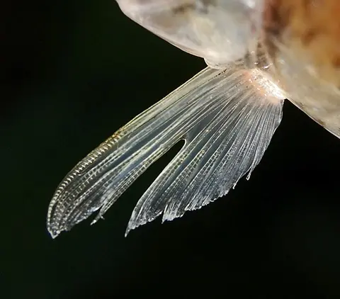长臀魮