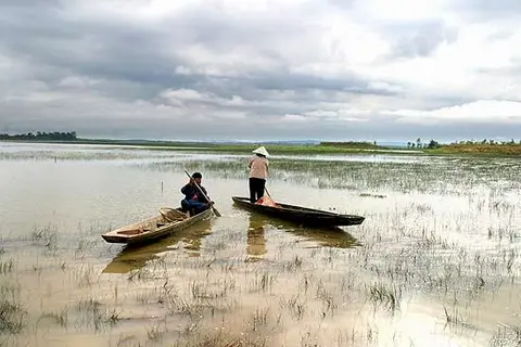 三斑泰波鱼