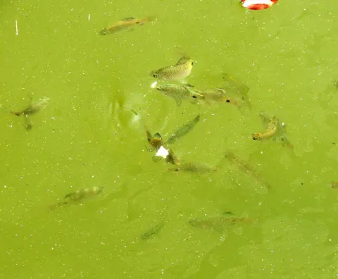 玫瑰鲫