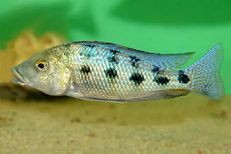 吻沟非鲫