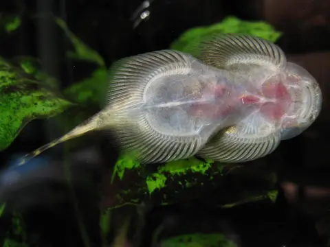 埔里华吸鳅