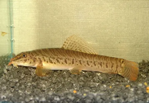 Paracanthocobitis pictilis